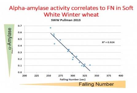 What Causes Low, Falling Numbers In Wheat?
